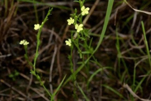 独脚金怎么种植，幼苗成活后要松土除草