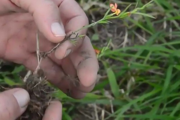 独脚金怎么种植，幼苗成活后要松土除草
