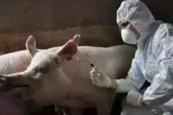 猪驱虫药中毒几天能恢复，取决于救治措施是否及时