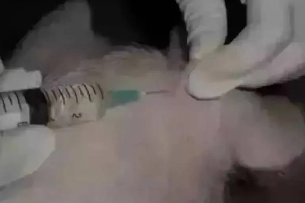 猪驱虫药中毒几天能恢复，取决于救治措施是否及时