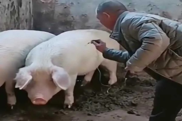 猪驱虫药中毒几天能恢复，取决于救治措施是否及时