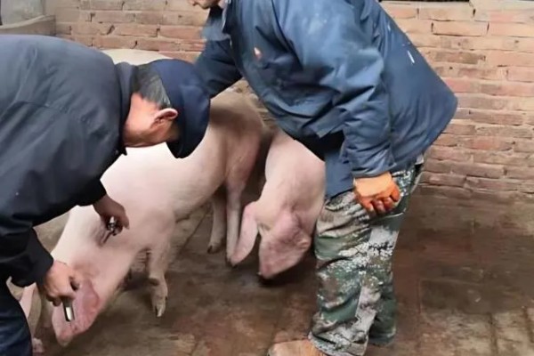 猪驱虫药中毒几天能恢复，取决于救治措施是否及时