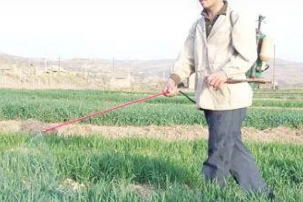 露天韭菜一年可以割几茬，一年能割3-4茬