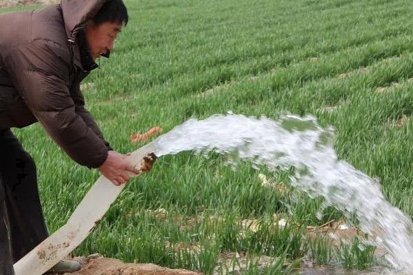 露天韭菜一年可以割几茬，一年能割3-4茬