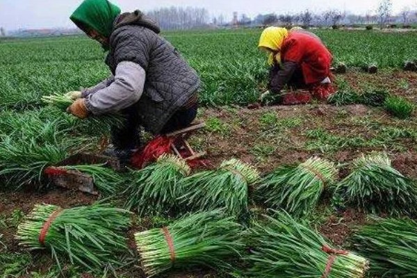 露天韭菜一年可以割几茬，一年能割3-4茬