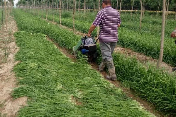 露天韭菜一年可以割几茬，一年能割3-4茬