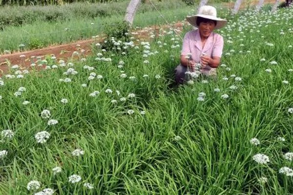 露天韭菜一年可以割几茬，一年能割3-4茬