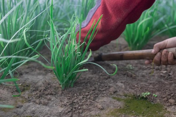 露天韭菜一年可以割几茬，一年能割3-4茬
