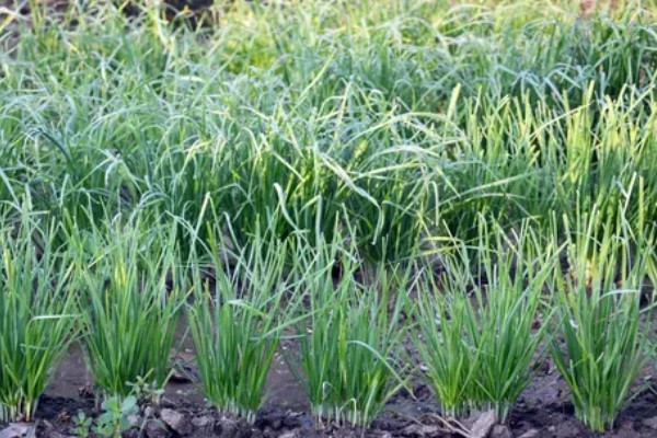 露天韭菜一年可以割几茬，一年能割3-4茬