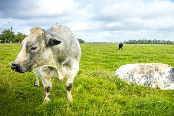 比利时蓝牛的优缺点，成熟早且温顺