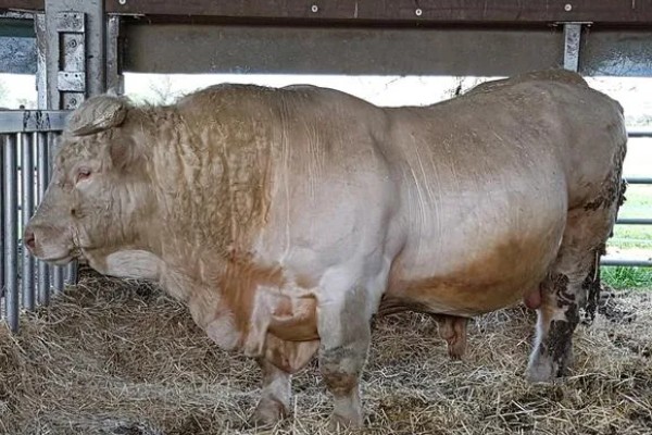 比利时蓝牛的优缺点，成熟早且温顺