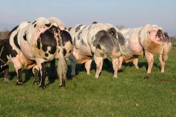 比利时蓝牛的优缺点，成熟早且温顺