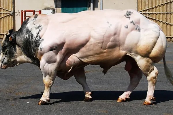 比利时蓝牛的优缺点，成熟早且温顺