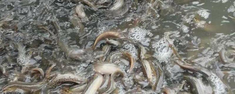 泥鳅的价格，批发价格一般15-20元一斤