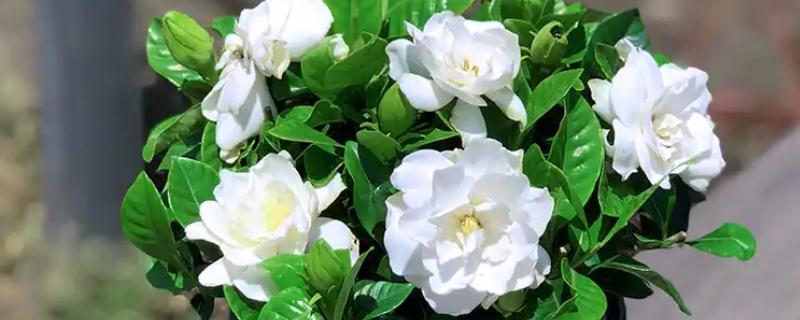 栀子花冬天如何浇水，要注意水量不宜过大