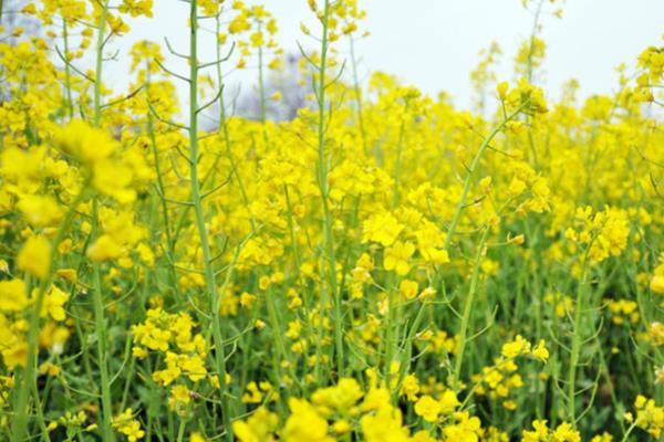 油菜的产量，平均产量约为150公斤