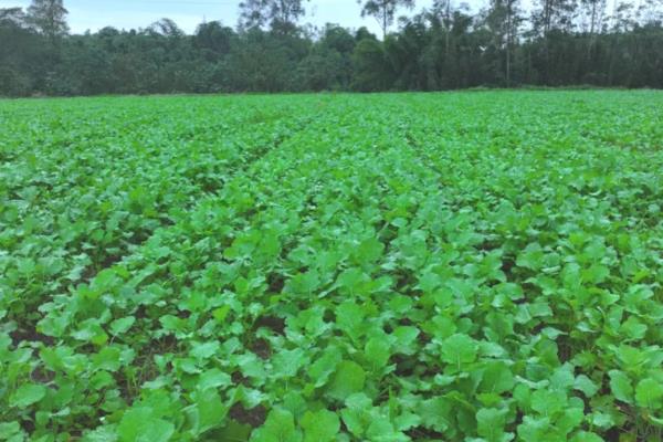 油菜的产量，平均产量约为150公斤