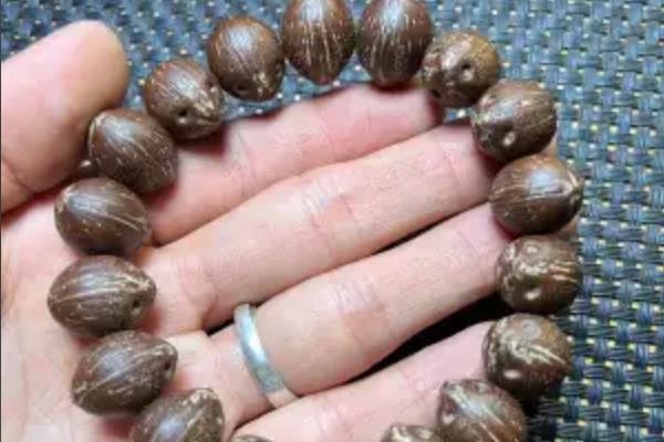 招财鼠是哪种植物的籽，是棕桐树的果实籽