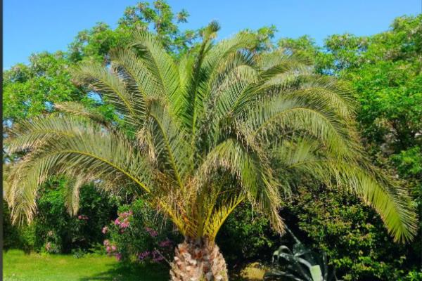 招财鼠是哪种植物的籽，是棕桐树的果实籽