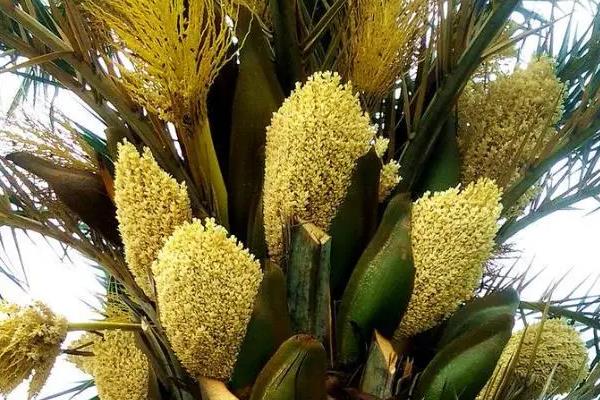 招财鼠是哪种植物的籽，是棕桐树的果实籽