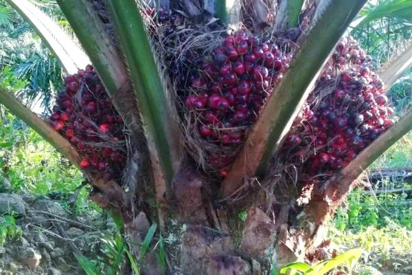 招财鼠是哪种植物的籽，是棕桐树的果实籽