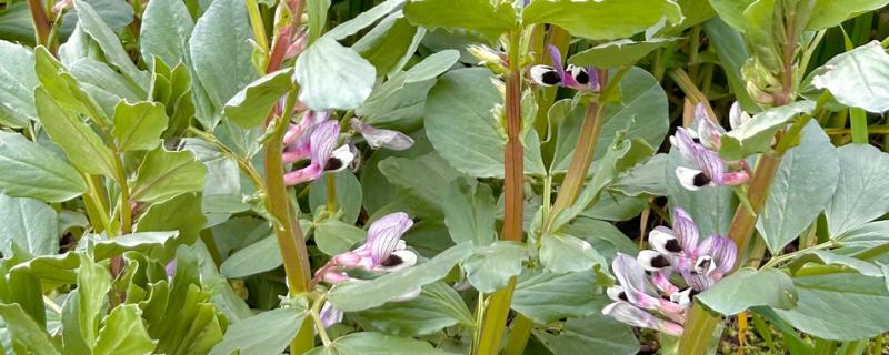 蚕豆什么时候开花，开花时间通常在4-5月