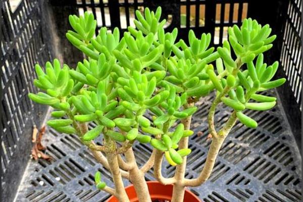 八千代多肉叶子全掉了的原因，可能是光照不当所致