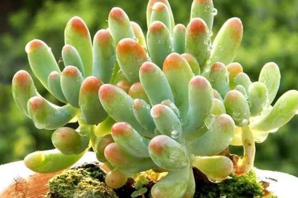 八千代多肉叶子全掉了的原因，可能是光照不当所致