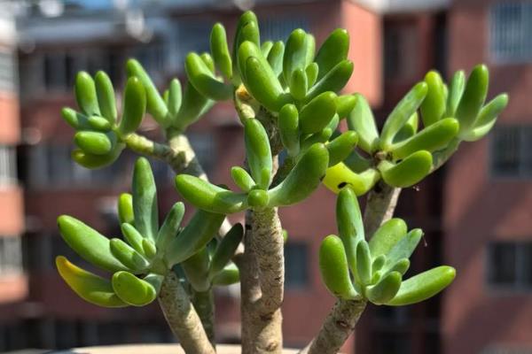 八千代多肉叶子全掉了的原因，可能是光照不当所致