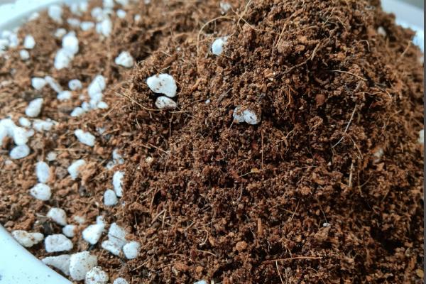 八千代多肉叶子全掉了的原因，可能是光照不当所致