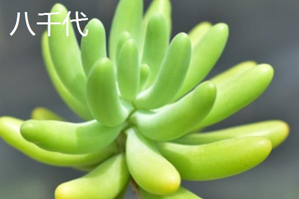 八千代多肉叶子全掉了的原因，可能是光照不当所致
