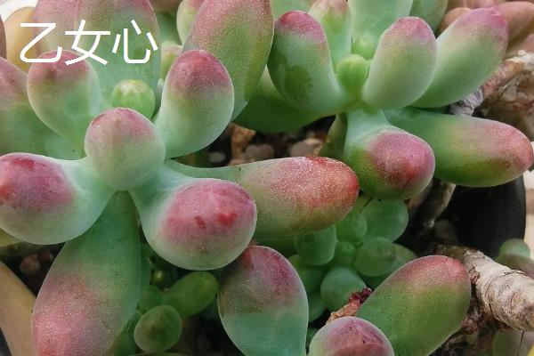 八千代多肉叶子全掉了的原因，可能是光照不当所致