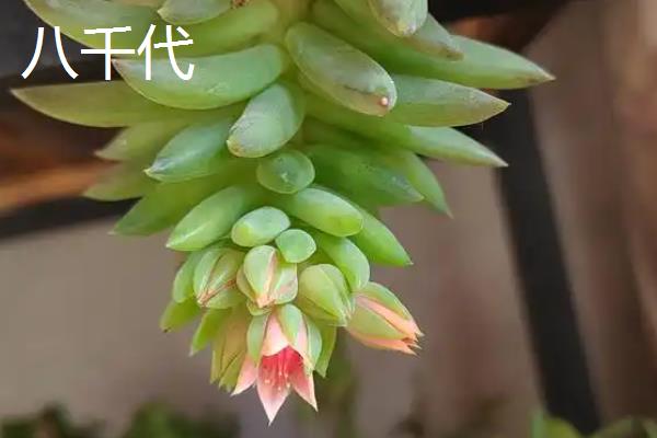 八千代多肉叶子全掉了的原因，可能是光照不当所致