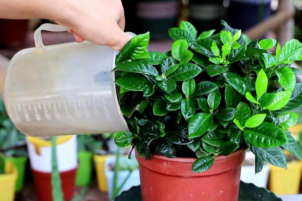 栀子花冬天如何浇水，要注意水量不宜过大