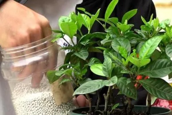 栀子花冬天如何浇水，要注意水量不宜过大