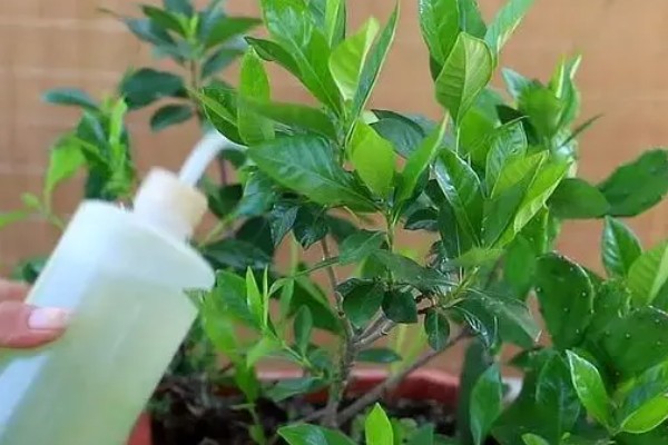 栀子花冬天如何浇水，要注意水量不宜过大