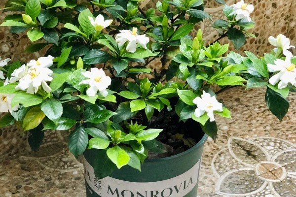 栀子花冬天如何浇水，要注意水量不宜过大