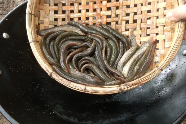泥鳅的价格，批发价格一般15-20元一斤