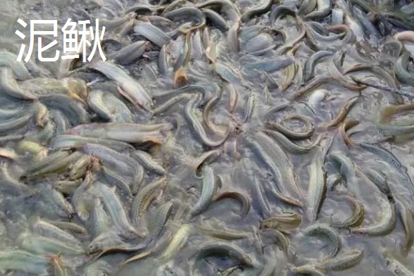 泥鳅的价格，批发价格一般15-20元一斤