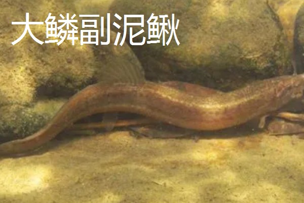泥鳅的价格，批发价格一般15-20元一斤