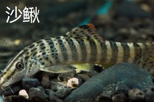泥鳅的价格，批发价格一般15-20元一斤
