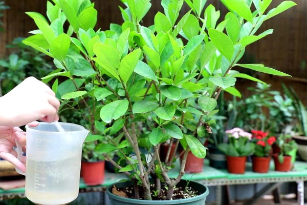 栀子花冬天如何浇水，要注意水量不宜过大