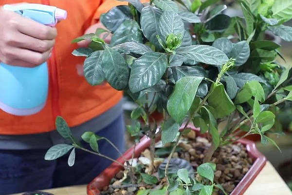 栀子花冬天如何浇水，要注意水量不宜过大