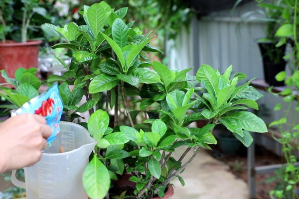 栀子花冬天如何浇水，要注意水量不宜过大