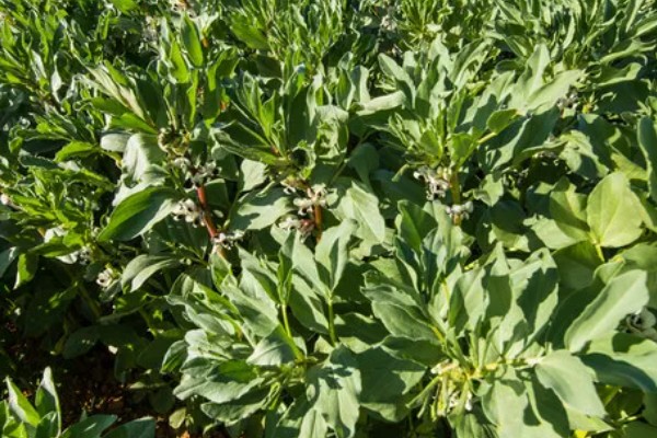 蚕豆什么时候开花，开花时间通常在4-5月