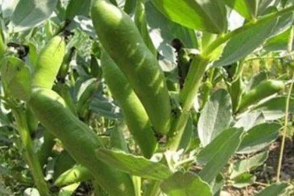 蚕豆什么时候开花，开花时间通常在4-5月