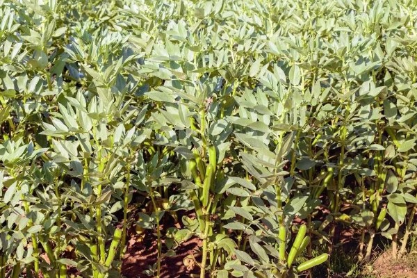 蚕豆什么时候开花，开花时间通常在4-5月