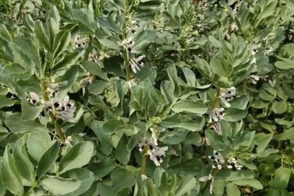 蚕豆什么时候开花，开花时间通常在4-5月