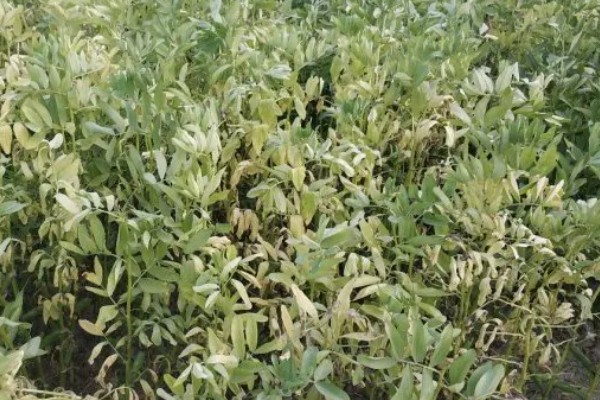 蚕豆什么时候开花，开花时间通常在4-5月