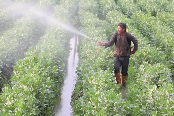 蚕豆什么时候开花，开花时间通常在4-5月